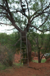 Ladder Stand