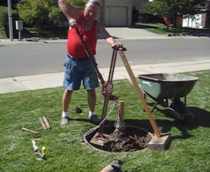 Tree Root Removal Method
