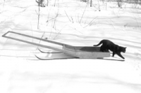 Hauling Sled