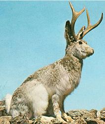 1950s NFL halftime show - GIF-jackalope.jpg