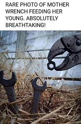 Ahhh! Nature.-wrench.jpeg