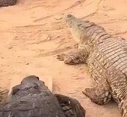 Alligator disguise - GIF-alligator-vs-crocodile.jpg