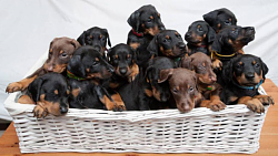 Another lathe safety consideration-doberman_puppies.png