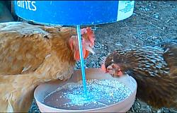 AUTOMATIC   CHICKEN  FEEDER-f3.jpg