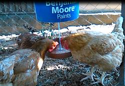 AUTOMATIC   CHICKEN  FEEDER-f4.jpg