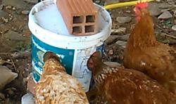 AUTOMATIC   CHICKEN   WATERER-1.jpg