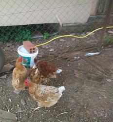 AUTOMATIC   CHICKEN   WATERER-2.jpg