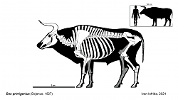 Belgian Blue cattle breed - GIF-image_2022-01-06_192321.png