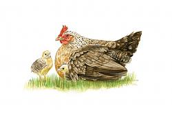 Chicken truck - photos-chicken.jpg