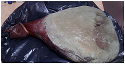 Cold smoked meat-screen-shot-08-12-17-11.36-pm.png