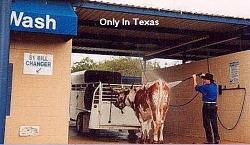 Cow cleaner GIF-cow-wash.jpgs.jpg