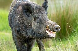 Click image for larger version.&nbsp;

Name:	wildboar.jpg&nbsp;
Views:	131&nbsp;
Size:	337.5 KB&nbsp;
ID:	46388