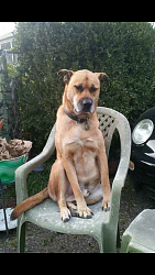 Dog audio communication device - video-heard-all-before....png