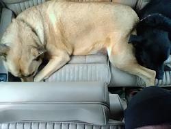 Dog audio communication device - video-my-boys.jpg