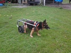 Dog wheelchair-part_1467725942439.jpg