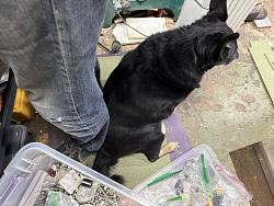 Dogs helps fold tarp - GIF-img_7721.jpeg