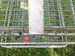 FOX  TRAP TO  PROTECT   FOR  YOUR   COOP  DURING  THE   NIGHT.-img_20180603_163024.jpg