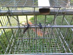 FOX  TRAP TO  PROTECT   FOR  YOUR   COOP  DURING  THE   NIGHT.-img_20180603_163049.jpg