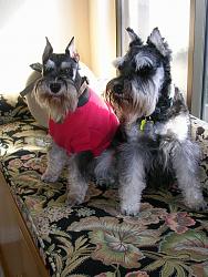 Hallway small dog gate-morgan-emme-both-sisters-one-year-apart.jpg