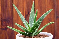 Harvesting aloe vera - GIF-aloe-vera-white-pot.jpg