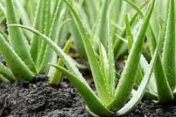 Harvesting aloe vera - GIF-aloe_vera_multi.jpg