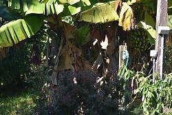 Harvesting bananas - GIF-rsz_dsc_1759.jpg