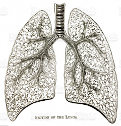 Heart patient coughs up intact cast of bronchial tree - photo-lung-illustrated.png