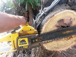 Help me choose a chainsaw-20180910_111541.jpgaa.jpg