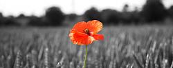 High-quality black-and-white photographs of large old machines and tools-poppy_in_wheat_field.jpg