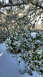 Holy cow-snow-feb-21.jpg