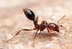 Hornet nest destroying suit - GIF-fire-ant.jpg