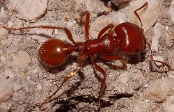 Hornet nest destroying suit - GIF-harvester-ant.png