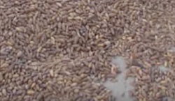 Hundreds of pounds of acorns fall out of a telecom antenna - GIF-peanuts-.png