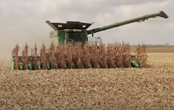 Ice layer suspended on corn stalks - GIF-screen-shot-2021-10-16-5.49.33-am.png