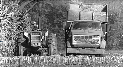 Ice layer suspended on corn stalks - GIF-screen-shot-2021-10-16-6.14.32-am.png