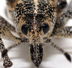 Lamborghini Egoista - GIF-dsc07743e-horse-nosed-weevil-pelororhinus-crassus.jpeg