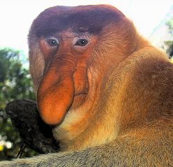 Lamborghini Egoista - GIF-portrait_of_a_proboscis_monkey.jpg
