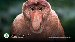 Lamborghini Egoista - GIF-proboscis-monkey-luke-wait-photography.jpg