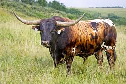 Longhorn rides shotgun on highway - GIF-longhorn.jpg