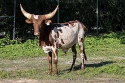 Longhorn rides shotgun on highway - GIF-watusi.jpg