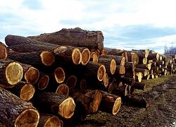 Making shingles with a froe - video-new_home_banner_img.jpg