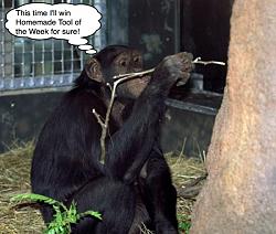 man has made tools that what sets him apart from animal-chimp_tool_captioned.jpg