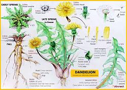 Manual weed puller - GIF-dandelion-taxonomy.jpg