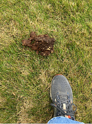 New mower with bagger doesn't suck-bear-poop.png