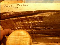 Click image for larger version.&nbsp;

Name:	curly poplar.jpg&nbsp;
Views:	937&nbsp;
Size:	86.4 KB&nbsp;
ID:	2961