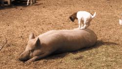 Pic post test 32-kickem-down.jpg