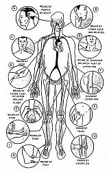 Pressure point locations to control bleeding - photo-locations-pressure-points..jpg