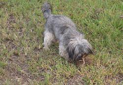 PUPPY COAT-rsz_dsc_1152.jpg