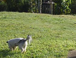 PUPPY COAT-rsz_dsc_1695.jpg