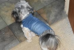 PUPPY COAT-rsz_dsc_1717.jpg